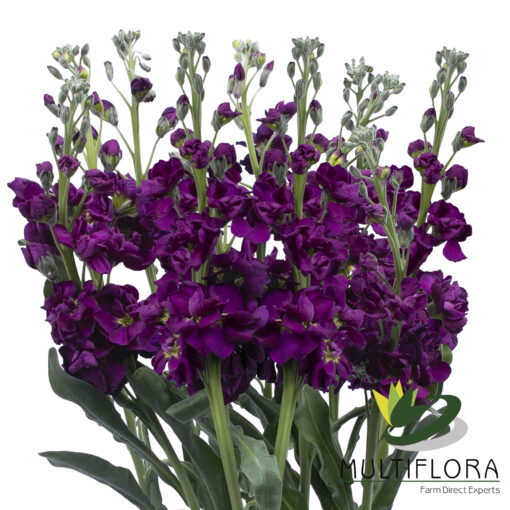 www.vistaflor.com stock purple stock purple