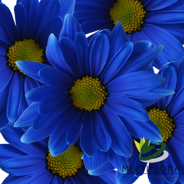 multiflora.com blue tinted daisy patriotic holiday blue daisy poms 1