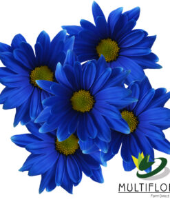 multiflora.com blue tinted daisy patriotic holiday blue daisy poms 2