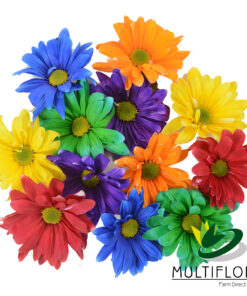 multiflora.com tntglitter rainbow poms daisy tinted rainbow 1