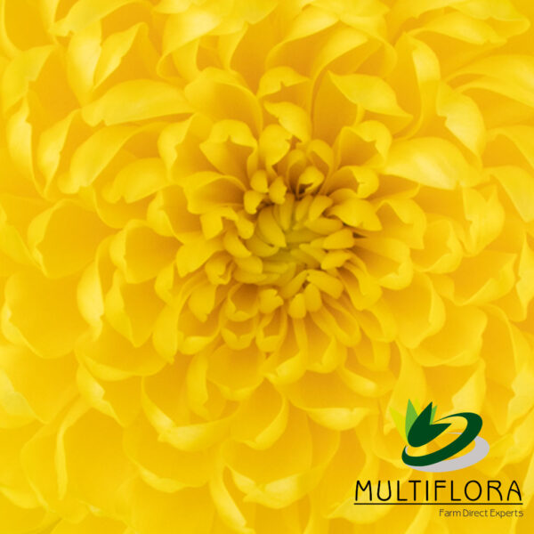 multiflora.com bernal bernal zooom