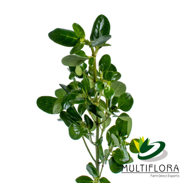 multiflora.com green pittosporum pittosporum 4