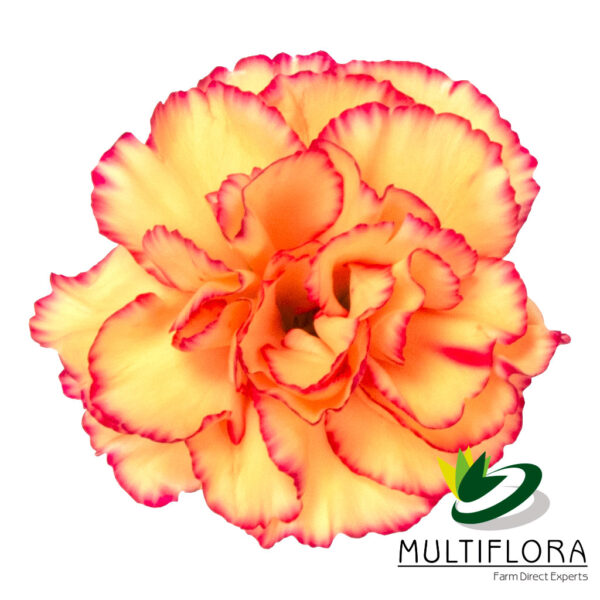 multiflora.com kelly kelly 7 2
