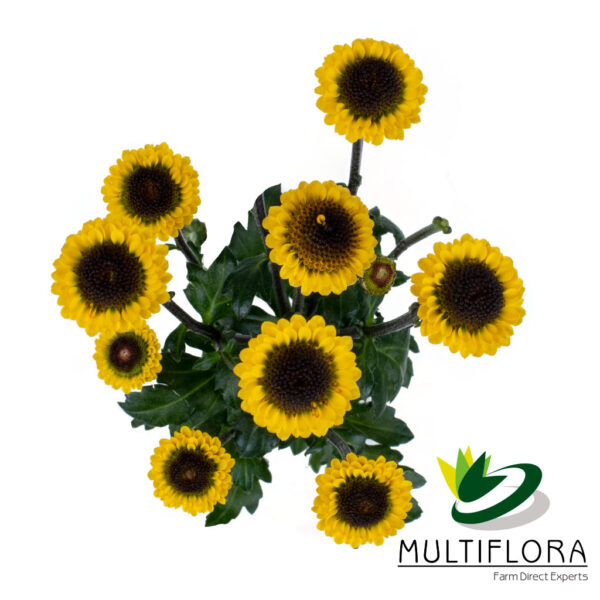 multiflora.com yellow molly molly un tallo