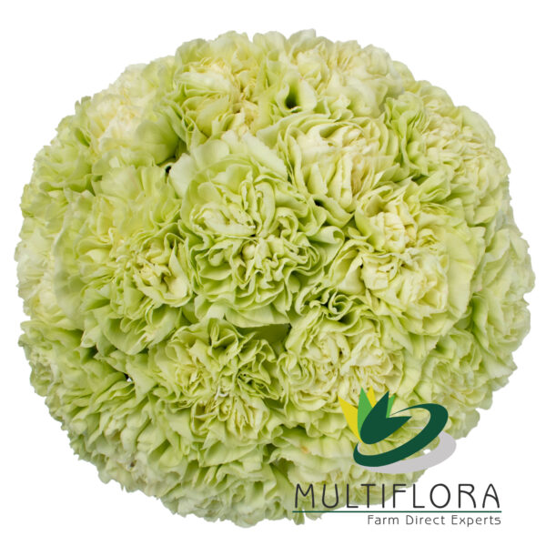 multiflora.com lege verde carnation lege verde bqt