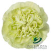 multiflora.com lege verde carnation lege verde f