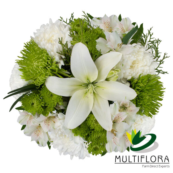 multiflora.com santa claus copy green