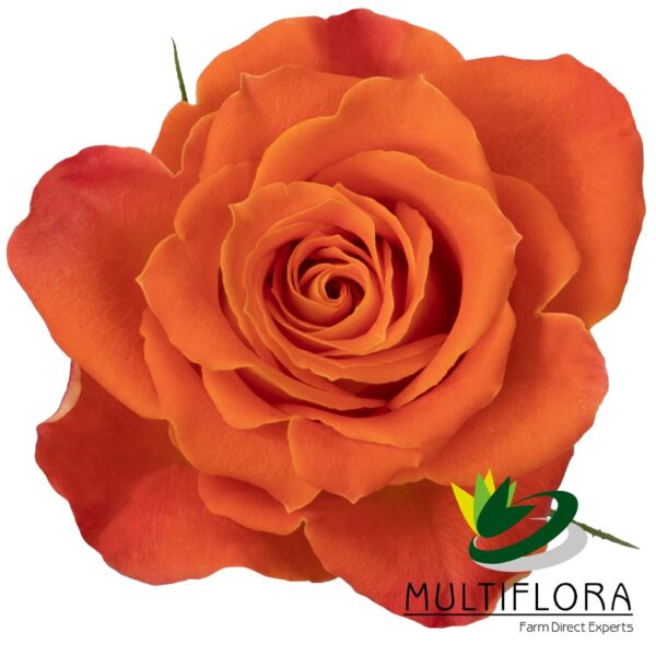 multiflora.com clementina clementina mf