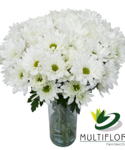 multiflora.com meraki meraki mf1