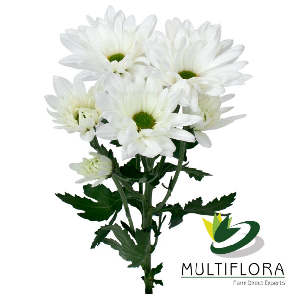multiflora.com meraki meraki mf2