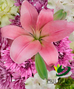 multiflora.com pastel perfection ub00070371 a