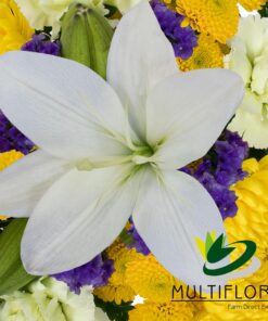 multiflora.com plucky combo bqt ub00070248 c