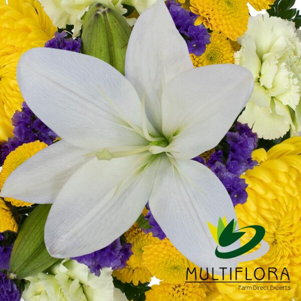 multiflora.com plucky combo bqt ub00070248 c