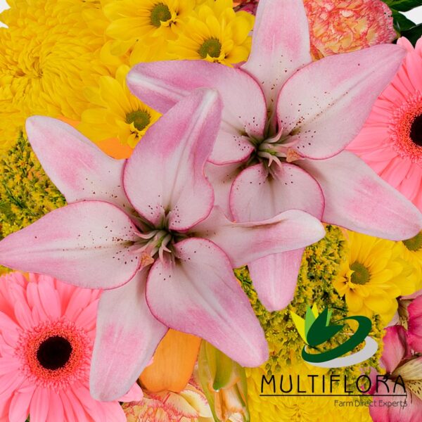 multiflora.com sweet success ub00070364 b 1 1