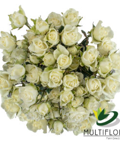 multiflora.com viviane spray rose viviane g