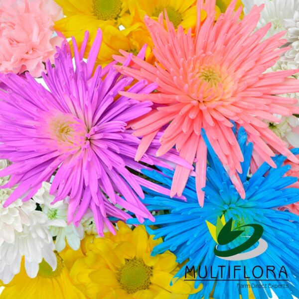 multiflora.com candy flowers ub00070454