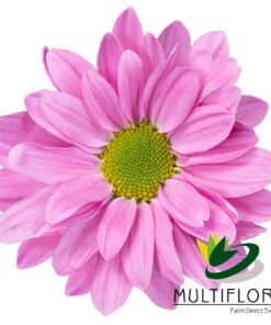 multiflora.com melrose melrose mf