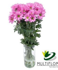 multiflora.com melrose melrose mf1