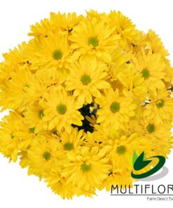 multiflora.com sunagua indira mf1
