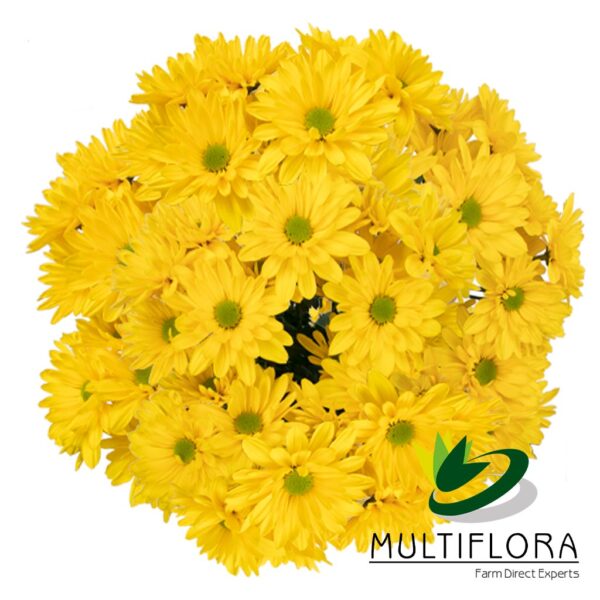 multiflora.com sunagua indira mf1