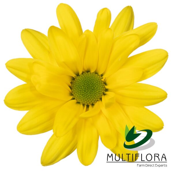 multiflora.com sunagua sunagua mf