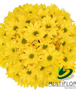 multiflora.com sunagua sunagua mf1
