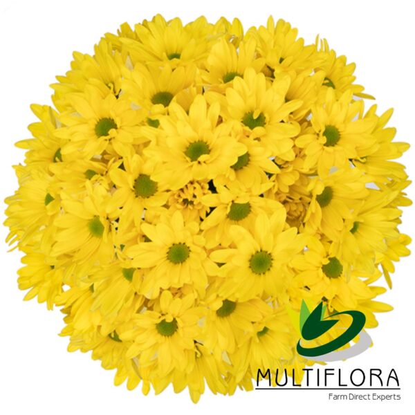 multiflora.com sunagua sunagua mf1