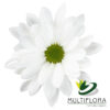 multiflora.com ronda ronda mf