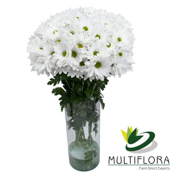 multiflora.com ronda ronda mf2