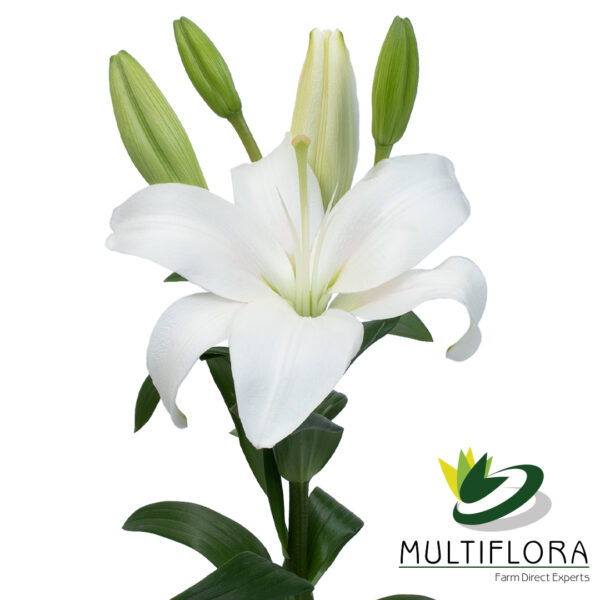 multiflora.com parrano parrano mf