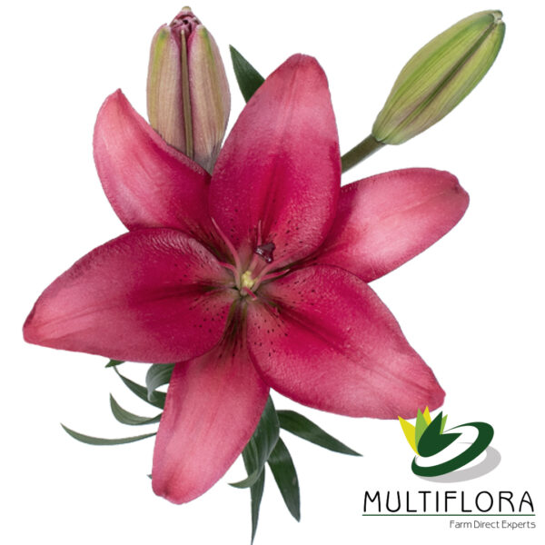 multiflora.com zanella zanella mf