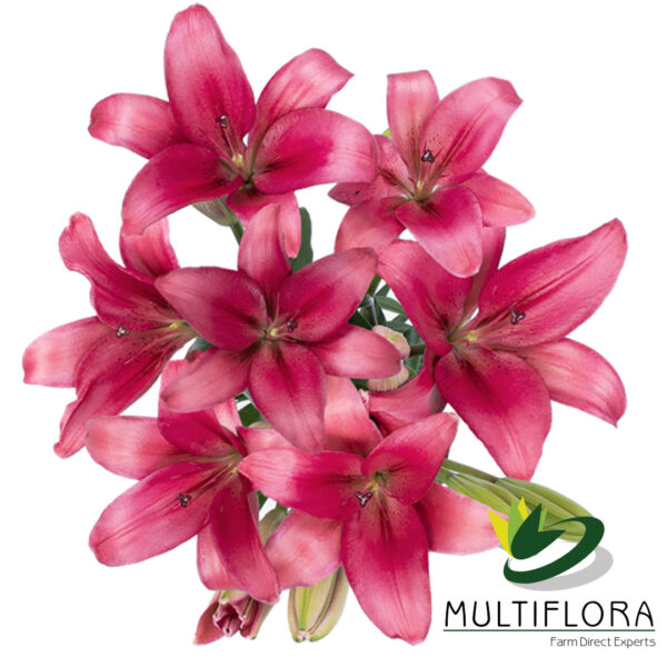 multiflora.com zanella zanella mf11