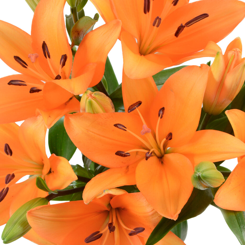 Lilies