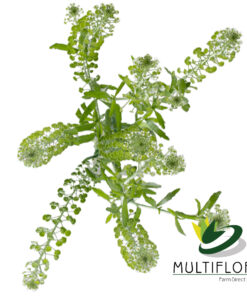multiflora.com lepidium lepidium mf top