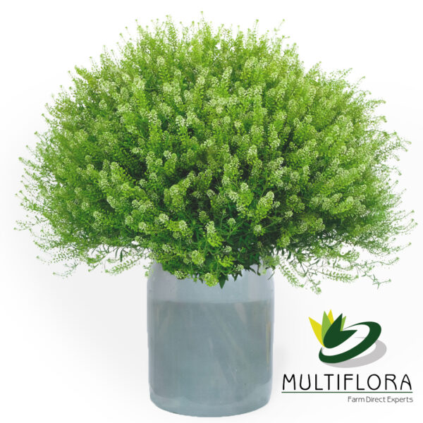 multiflora.com lepidium lepidium mf1