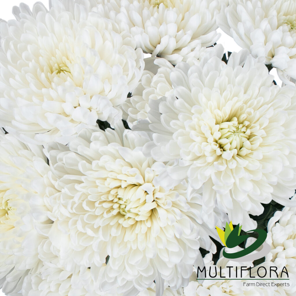 Growers of Quality Flowers Vistaflor