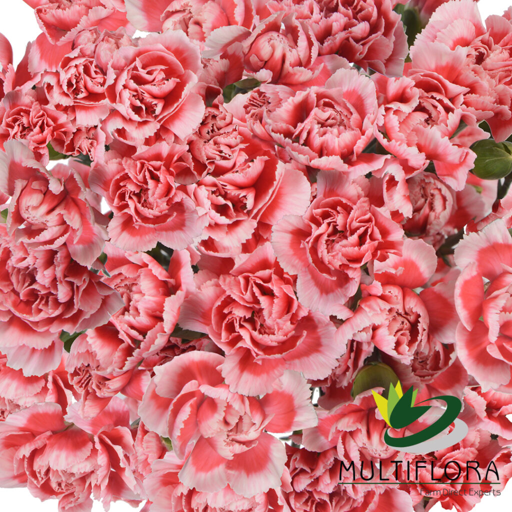 Mini Carnations