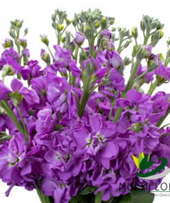 www.vistaflor.com stock lavender stock lavender 10