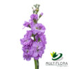 www.vistaflor.com stock lavender stock lavender 11
