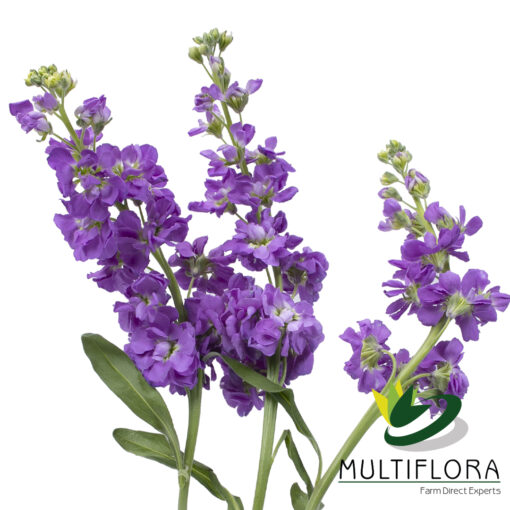 www.vistaflor.com stock lavender stock lavender 2