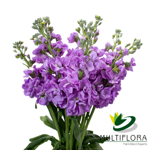 www.vistaflor.com stock lavender stock lavender 6