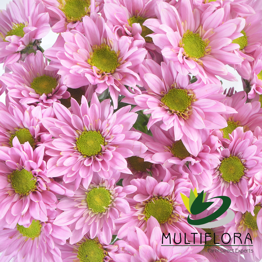 Daisy Poms Vistaflor