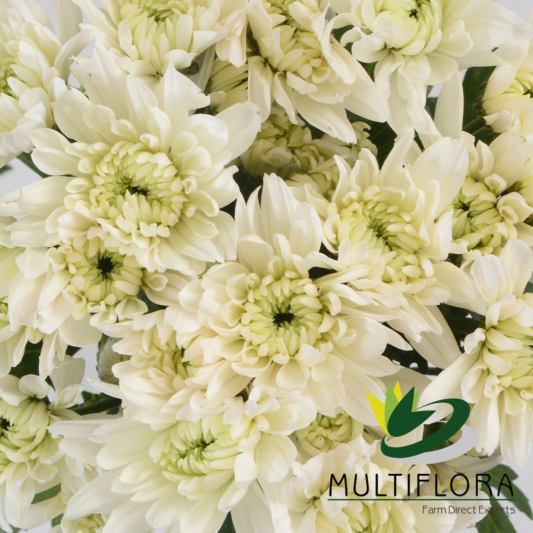 Cushion Poms Vistaflor