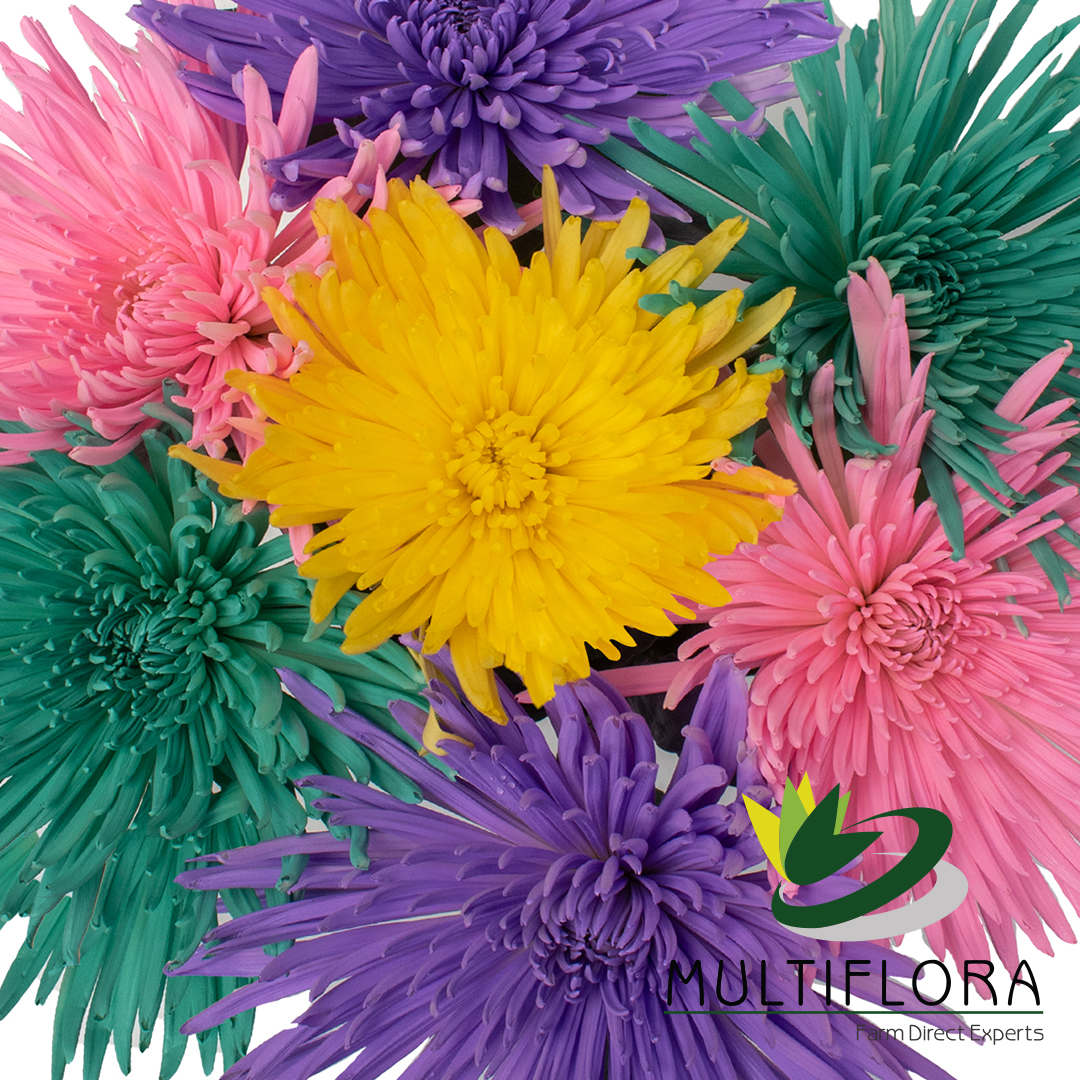 PaintedDyed Flowers Vistaflor