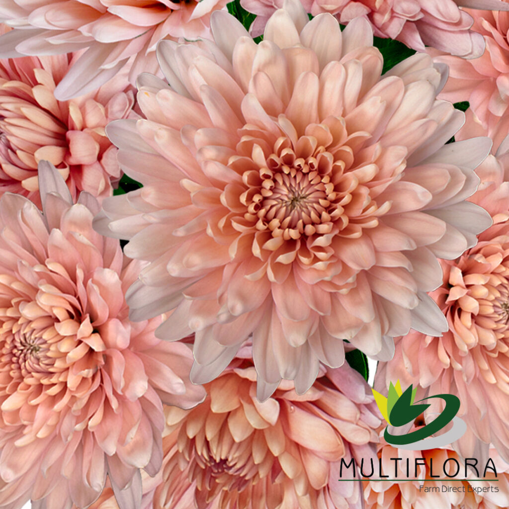 Mums & Cremones