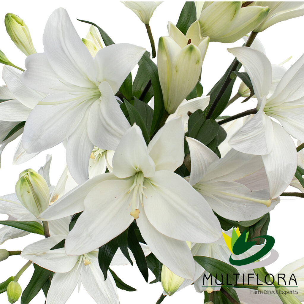 Lilies