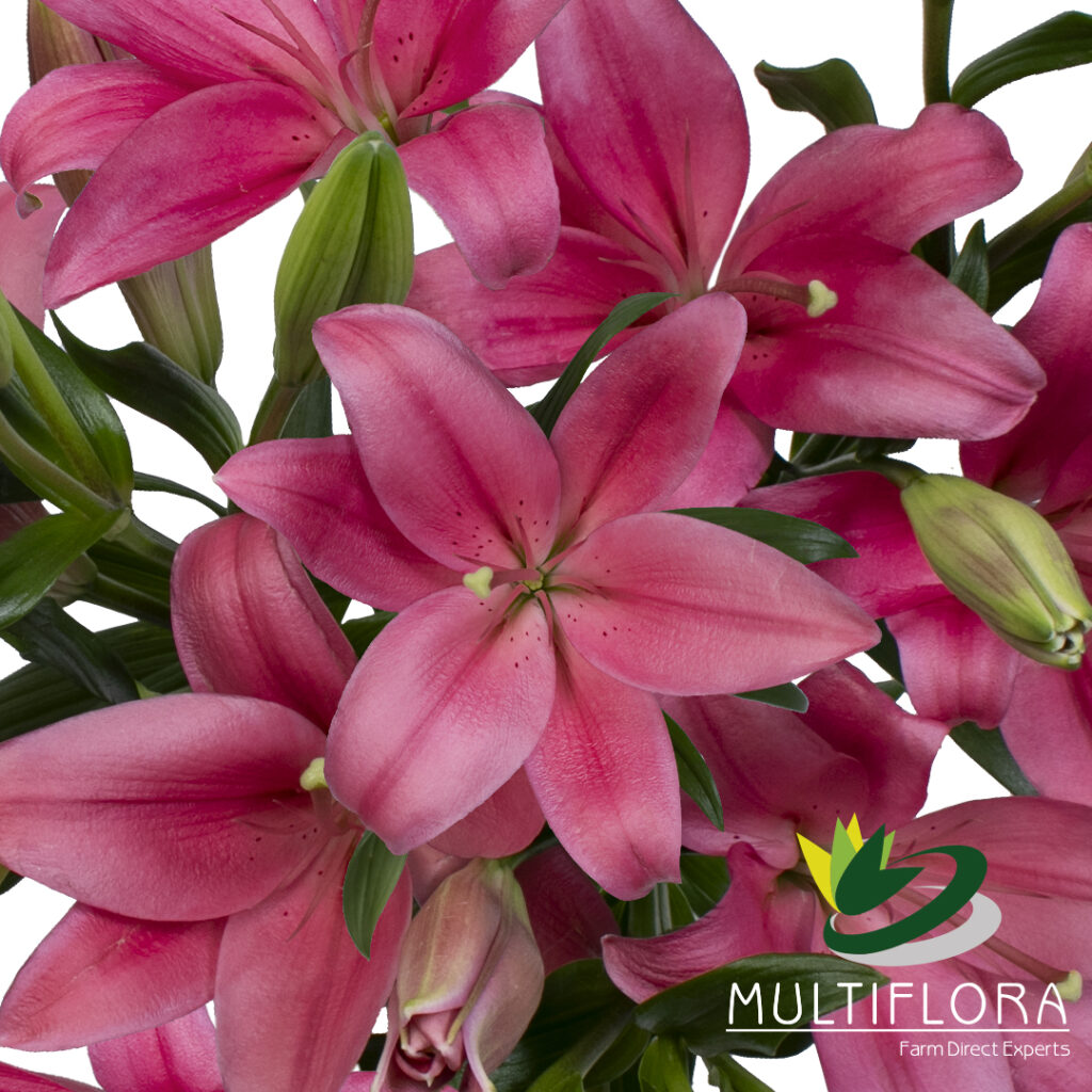 Growers of Quality Flowers Vistaflor