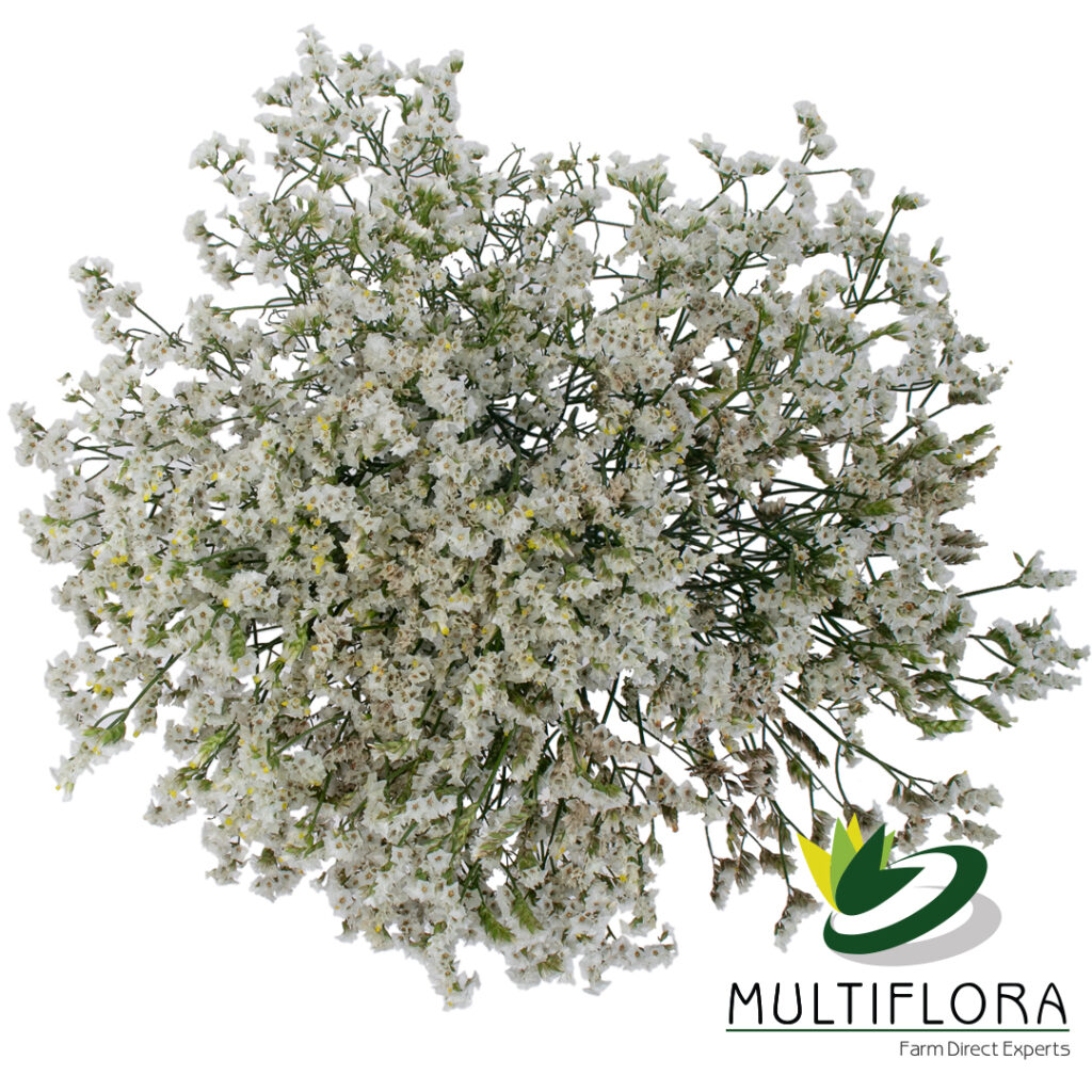 Limonium