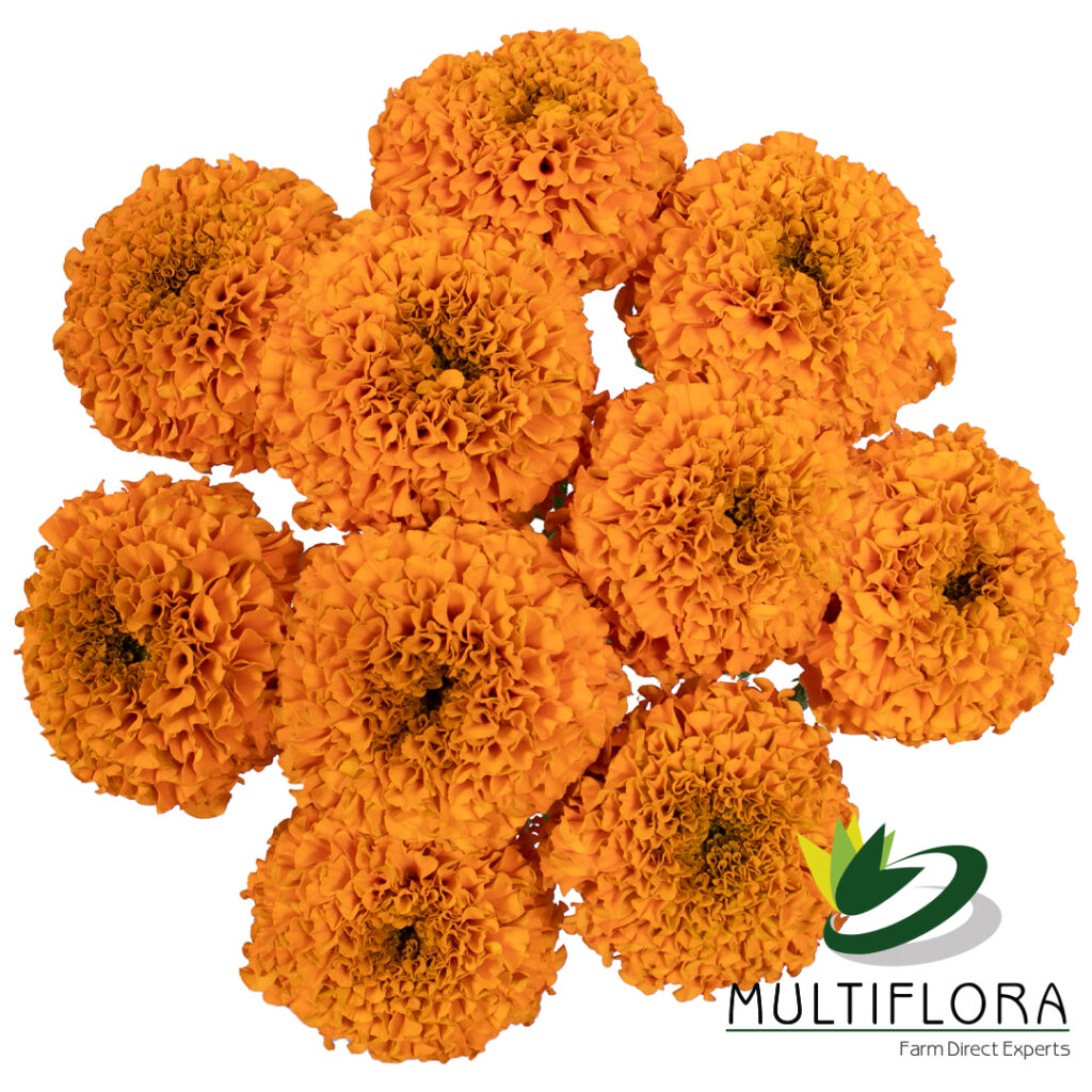 Marigold