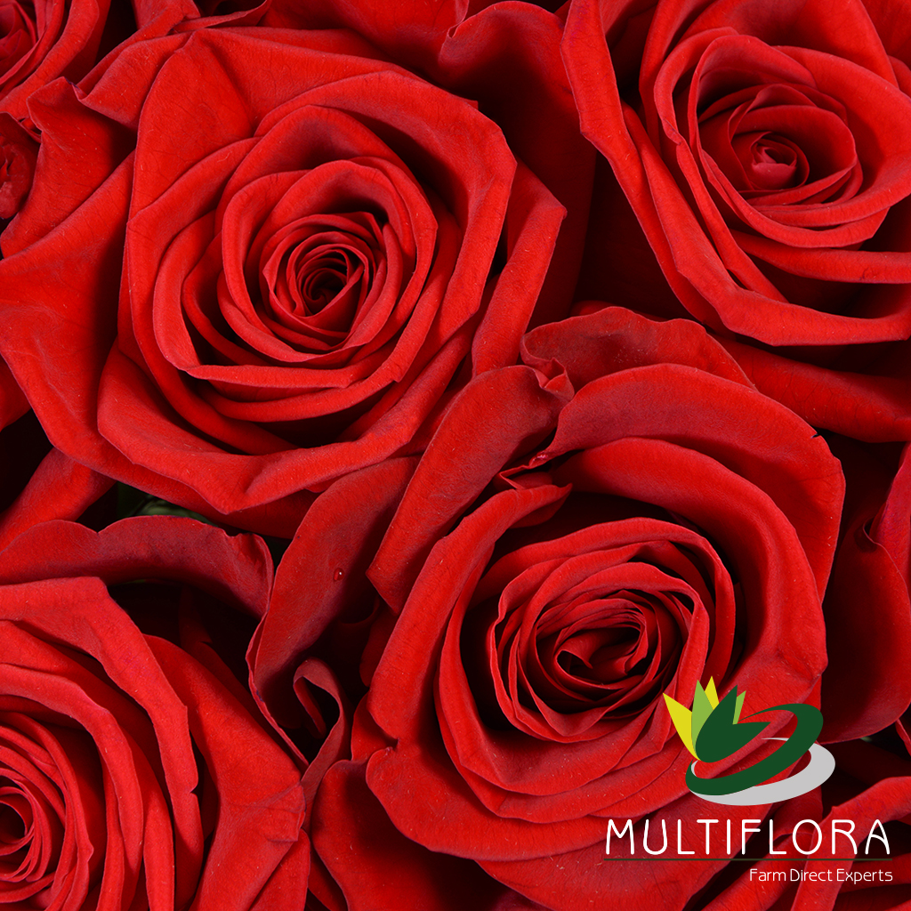 Roses